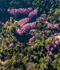 Cherry tree or sakura flowers blossom are blooming in spring garden on natural background. Top view landscape. Aerial view drone.