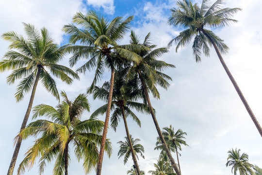 Coconut palm trees with blue sky and white clound