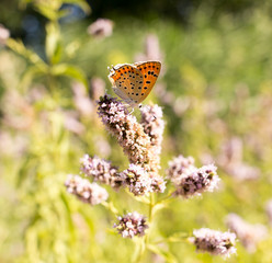 Beautiful butterfly in the wild on a plant