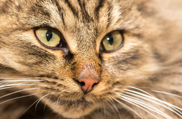 Portrait of a furry cat Maine Coon
