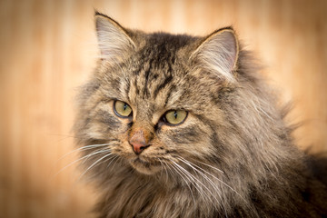 Portrait of a furry cat Maine Coon