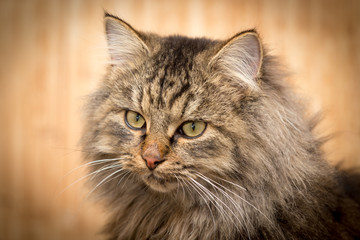 Naklejka na ściany i meble Portrait of a furry cat Maine Coon