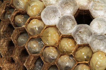Detail of Wasp nest with pupae, eggs and hexagonal cells