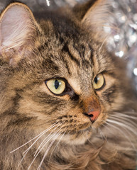 Portrait of a furry cat Maine Coon