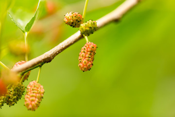 Mulberry berries on a tree in the nature