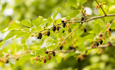 Mulberry berries on a tree in the nature