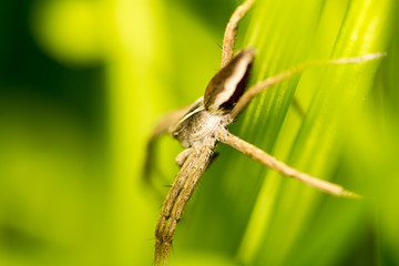 A spider on green leaves in nature