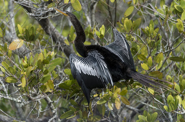 Anhinga d'Amérique,.Anhinga anhinga, Anhinga, Parc national des Everglades, Etats Unis, USA