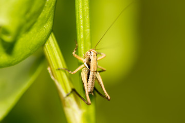 Grasshopper on green leaves in nature