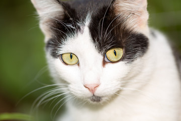 Portrait of a domestic cat in nature