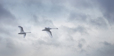 Swans in flight