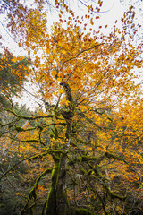 Otoño en los Pirineos