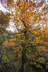 Otoño en los Pirineos