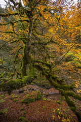 Otoño en los Pirineos
