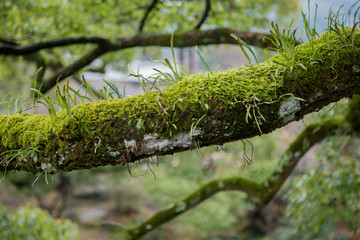 木の枝に生える苔
