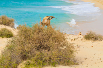 Goats of Cape Verde