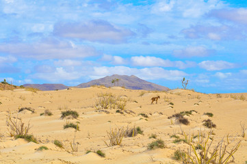 Fototapeta na wymiar Desert landscape in Cape Verde, Africa