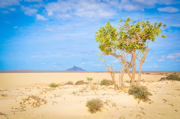 Obraz premium Desert landscape in Cape Verde, Africa