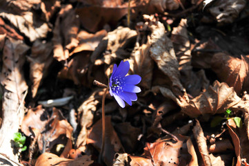 Beautiful early spring Liver flower (Hepatica transsilvanica) in the deciduous woods in Transylvania, Romania.
