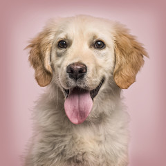 Close-up of Golden Retriever panting to camera against pink background