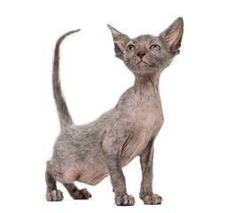 Kitten Lykoi cat, 7 weeks old, also called the Werewolf cat agai