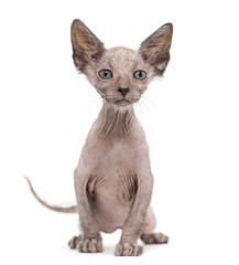 Kitten Lykoi cat, 7 weeks old, also called the Werewolf cat sitt