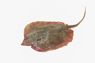 Fresh Ray fish , Skate fish isolated on white background with clipping path. © chattrakarn