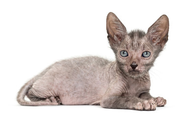 Kitten Lykoi cat, 7 weeks old, also called the Werewolf cat agai