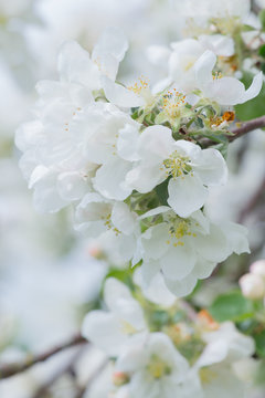 Perfect spring blossom of white apple tree branch