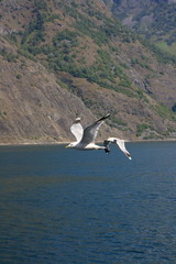 Fototapeta na wymiar Seagull glides through the air