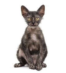Kitten Lykoi cat, 3 months old, also called the Werewolf cat sitting against white background