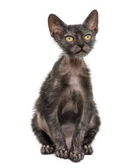 Kitten Lykoi cat, 3 months old, also called the Werewolf cat aga