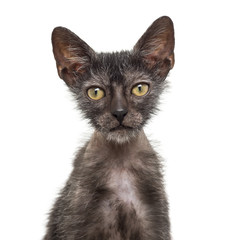 Kitten Lykoi cat, 3 months old, also called the Werewolf cat aga