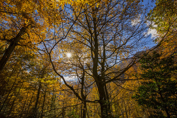 Otoño en los Pirineos
