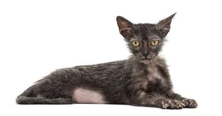 Kitten Lykoi cat, 3 months old, also called the Werewolf cat lying against white background