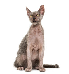 Kitten Lykoi cat, 3 months old, also called the Werewolf cat aga