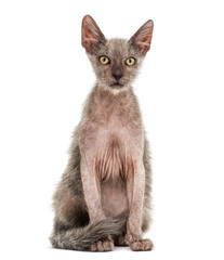 Kitten Lykoi cat, 3 months old, also called the Werewolf cat sit
