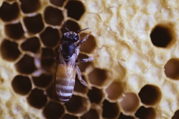 Honeycomb and bee closeup and macro in the morning 