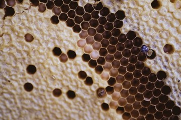 Honeycomb and bee closeup and macro in the morning 