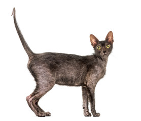 Lykoi cat, 7 months old, also called the Werewolf cat against wh