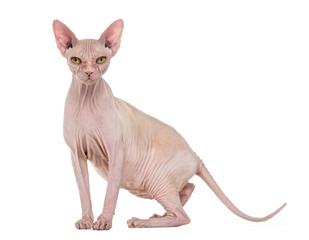 Sphynx, 4 years old, against white background