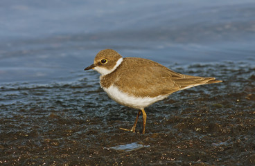 Little ringed plover