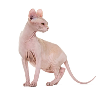 Sphynx, 4 years old against white background