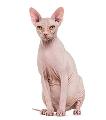 Sphynx, 4 years old, against white background
