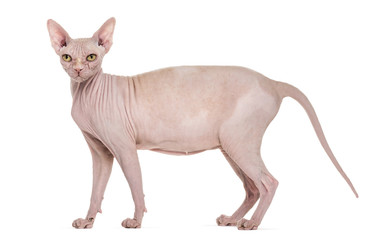 Sphynx, 4 years old, against white background