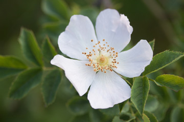 Heckenrose