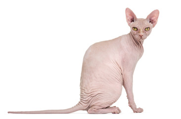 Sphynx, 4 years old, against white background