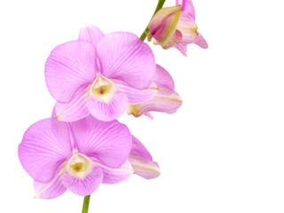 striking pink orchid flowers with branch isolated on white background