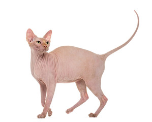 Sphynx, 4 years old, against white background
