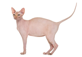Sphynx, 4 years old, against white background